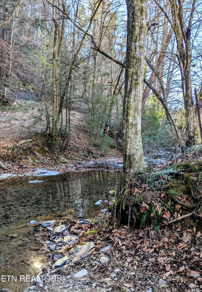 Creek in Front of Property