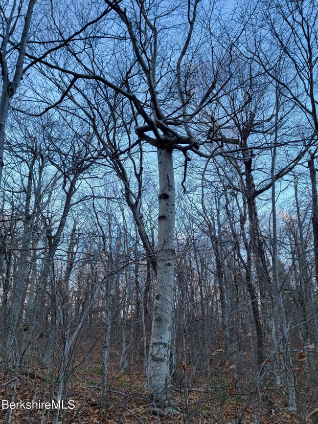Crooked old Beech Tree
