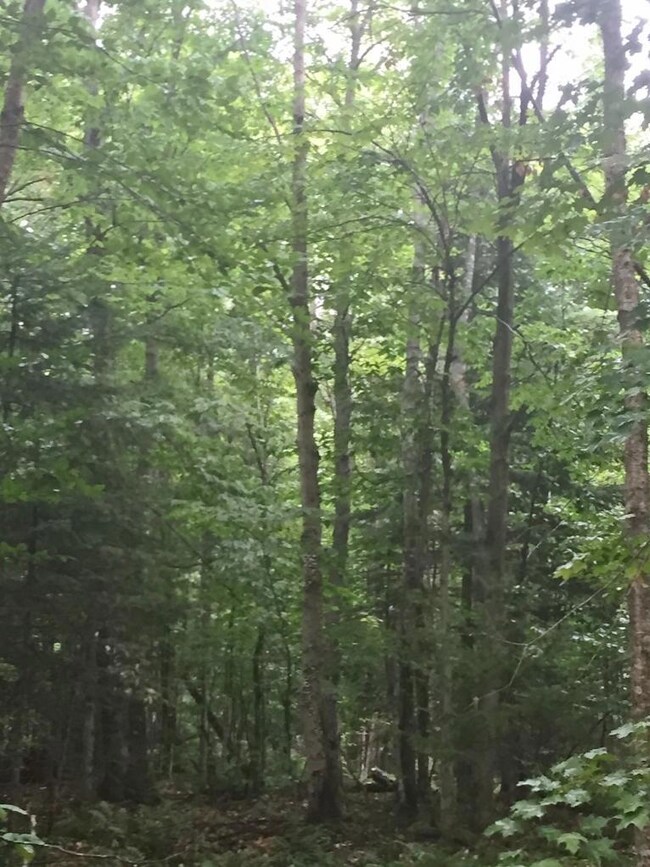 10 Acres - Tahquamenon Woods