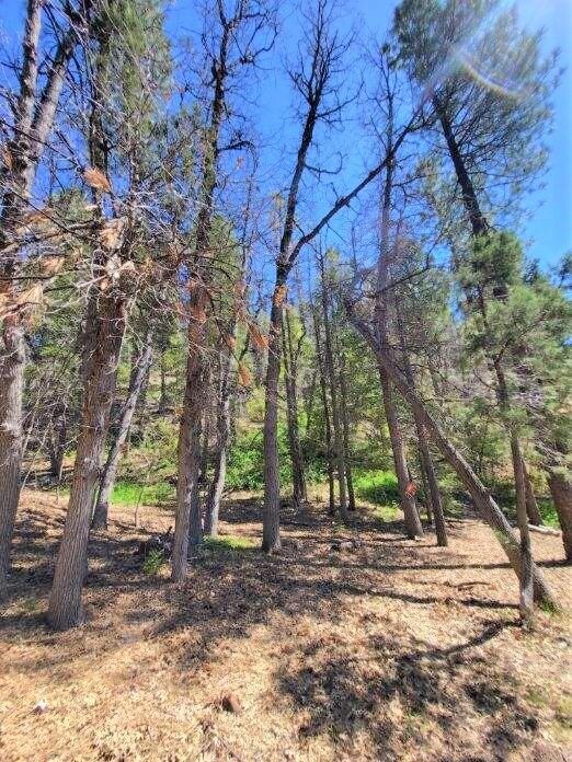 Treed Lot