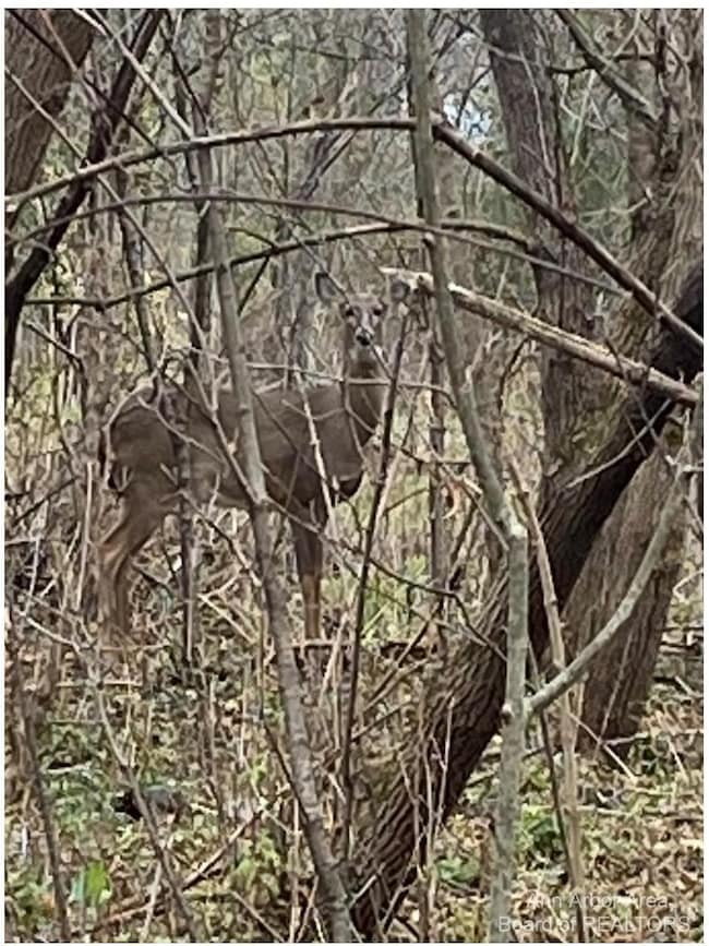 8269 Huron River Dr, Dexter, MI 48130 - photo 4