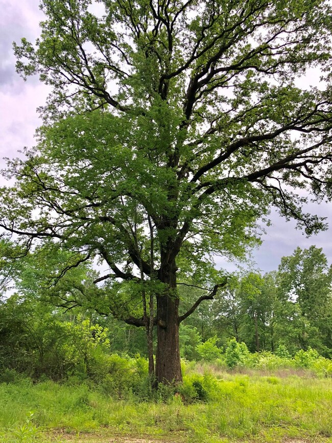 TBD Evans-Gann Rd, Lufkin, TX 75904 - photo 2
