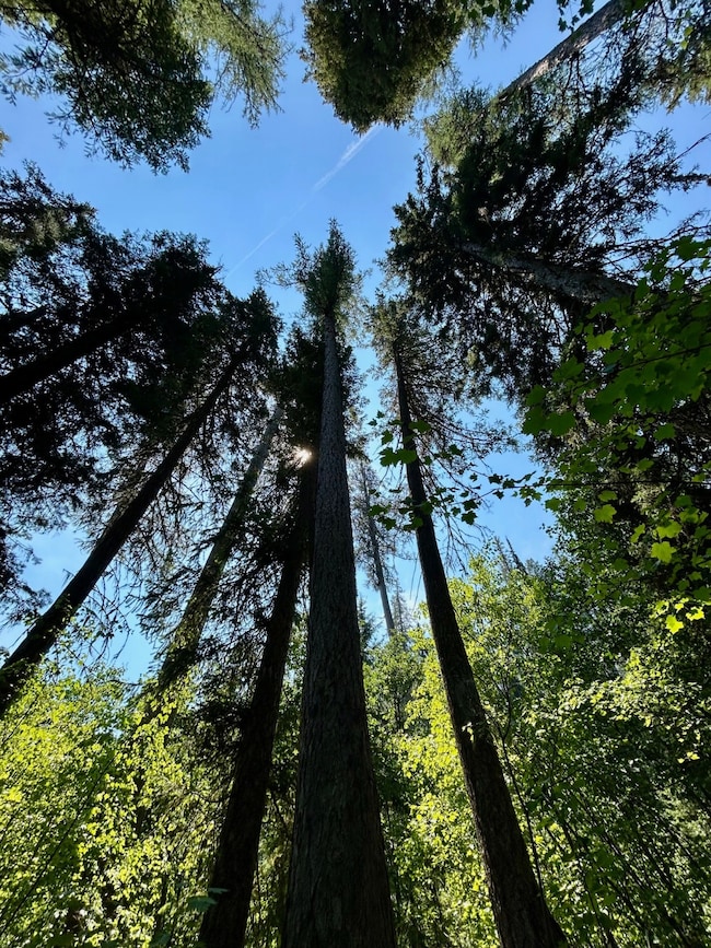 Nhn McMannamy Draw, Kalispell, MT 59901 - photo 6