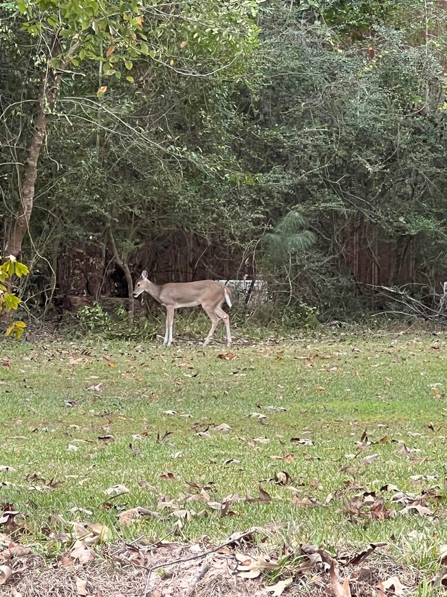 00 Blue Willow Dr, Wildwood, TX 77664 - photo 4