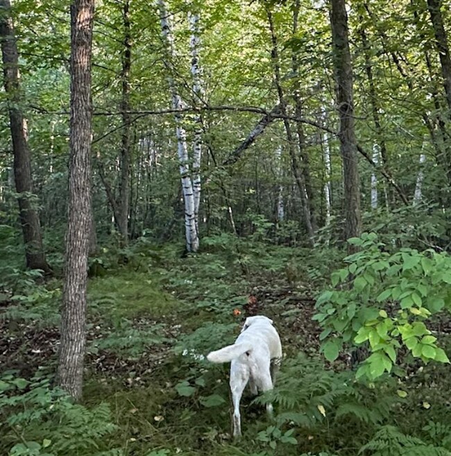 0 Tbd Ne Rock Lake Rd unit 24708695, Rochert, MN 56578 - photo 6