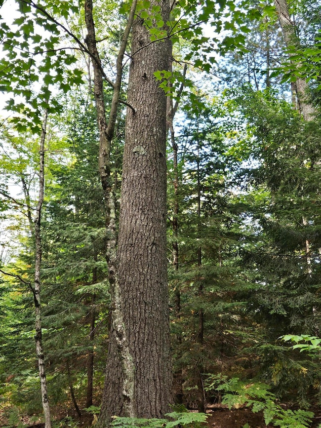 29084 Cr 455, McMillan, MI 49853 - photo 4