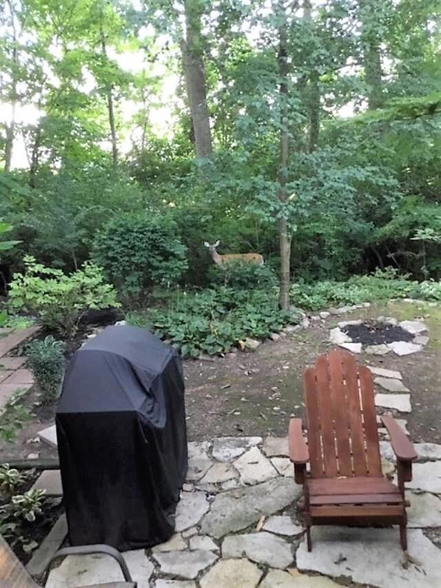 369 - Deer by Back Patio (2)