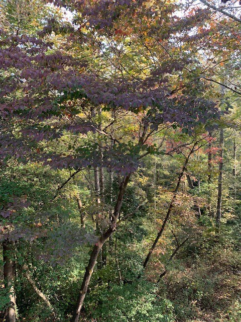 00 Scenic Heights Rd, West Union, SC 29696 - photo 7