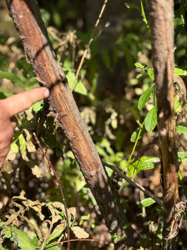 00 Town Line Rd, West Chazy, NY 12992 - photo 5