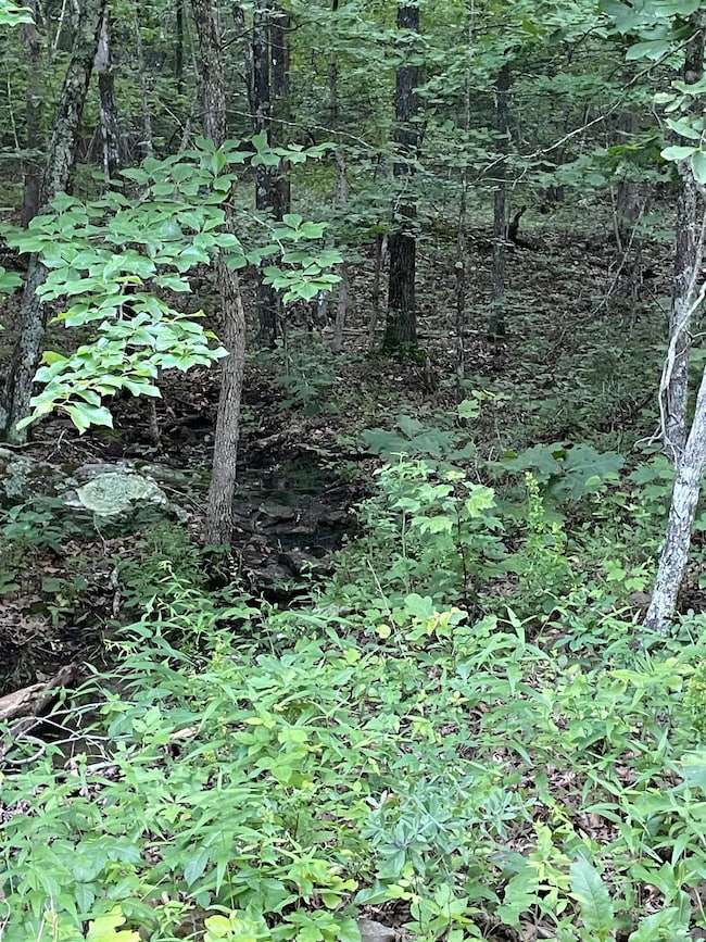 868 Watson Rd, Clinton, AR 72031 - photo 4