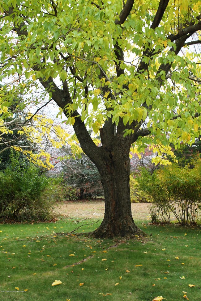 yard