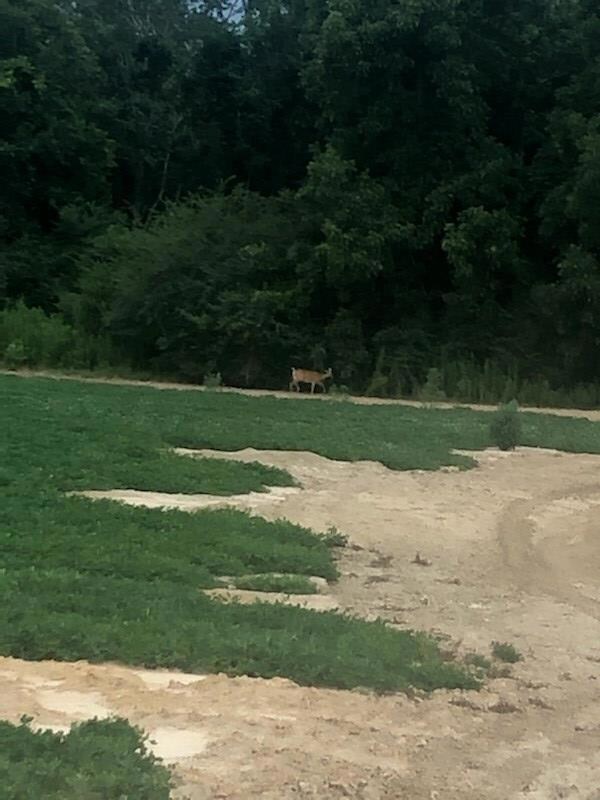 0 Jerry Young Rd unit 134444, Sumner, GA 31714 - photo 6