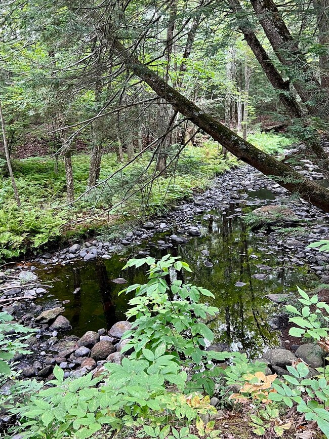 Bither Brook