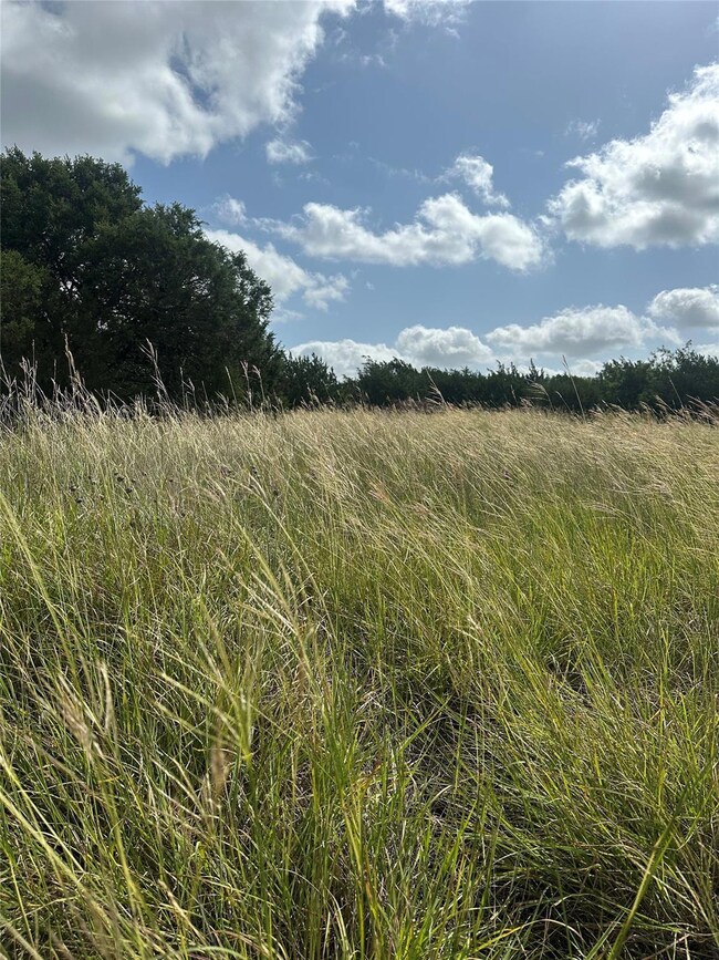 View of local wilderness