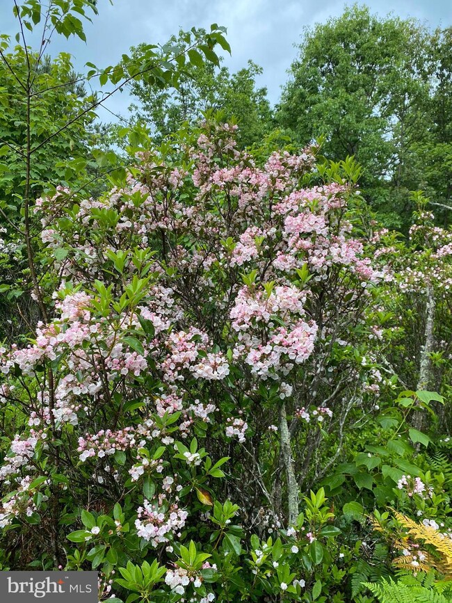 Lot 69 Helmick Rock Run, Lost River, WV 26812 - photo 3