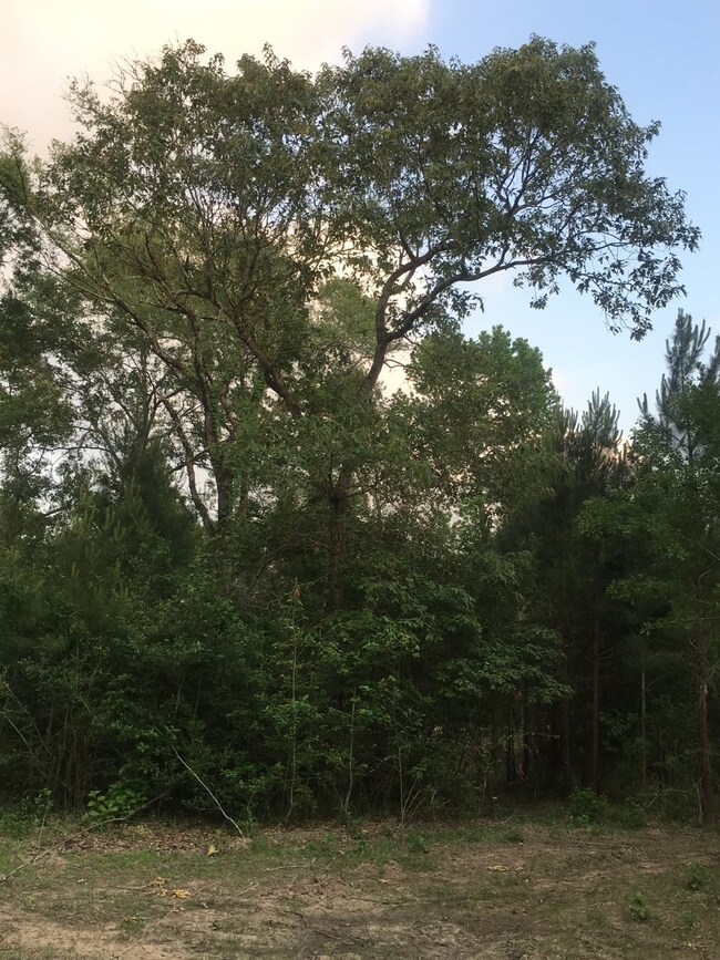 26164 Grand Pines Rd, Magnolia, TX 77355 - photo 7