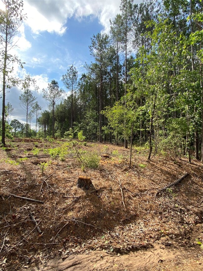 000 Old Plain Dealing Rd, Plain Dealing, LA 71064 - photo 7