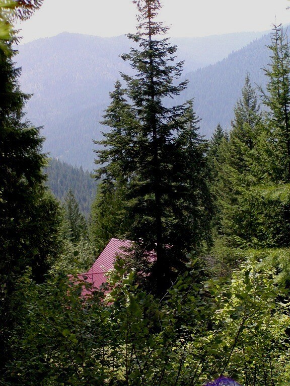 Tucked Away in the Woods
