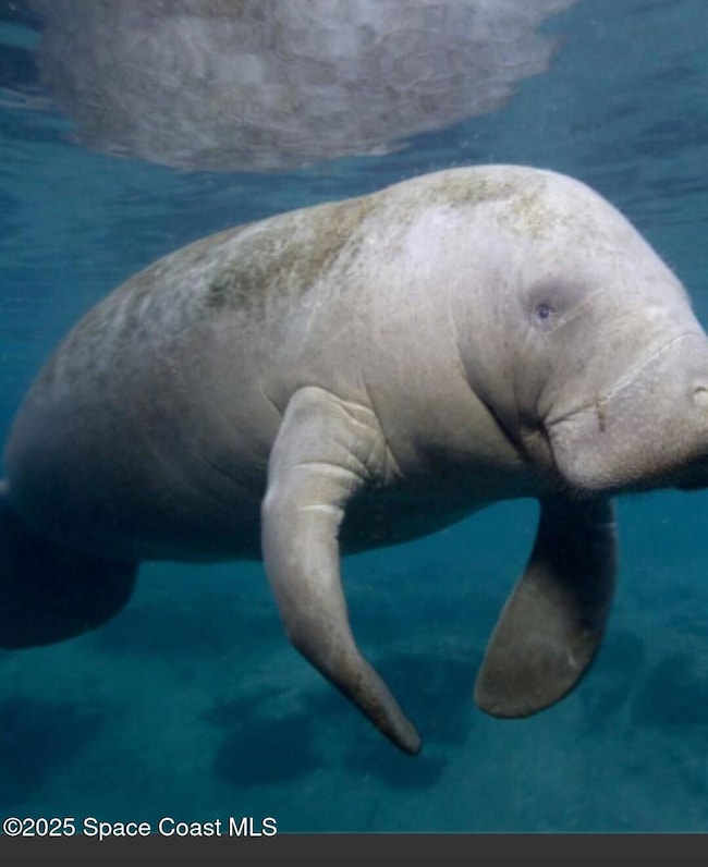 Manatee 1
