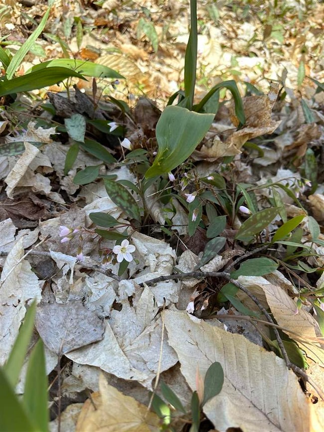 tbd W Side Dr, Beaver Island, MI 49782 - photo 4