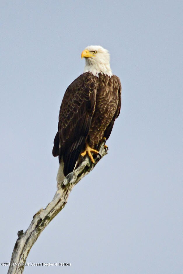 Bald Eagle