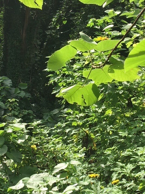 Another peek into this very lush and green lot!