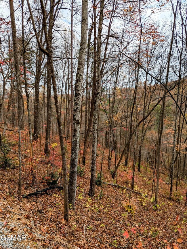 2317 Grey Fox Run, Sevierville, TN 37862 - photo 6