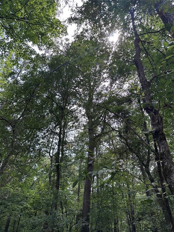 View of woods