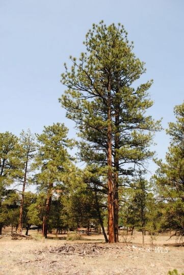 Towering Ponderosas