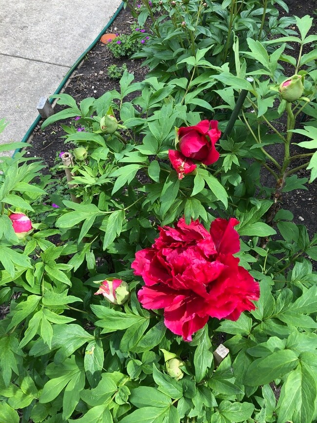 118 Huntington St unit 25E, Lake Bluff, IL 60044 - photo 2