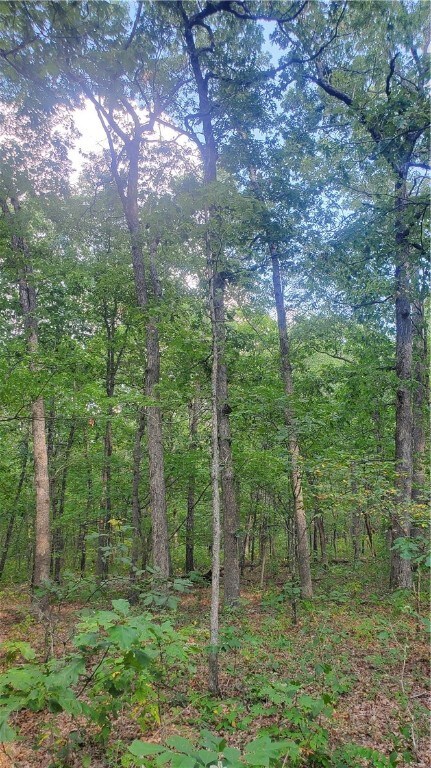 Tall straight White Oak timber