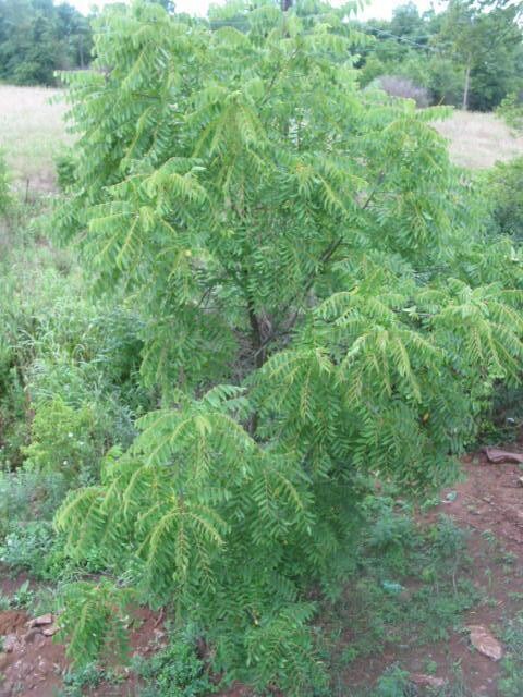 1100 Alexandria Dr, Lawrenceburg, KY 40342 - photo 4