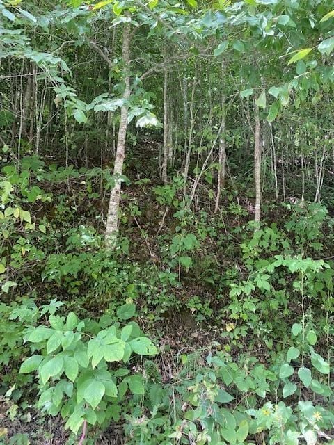 E Bobcat Ln, Wilder, TN 38589 - photo 3