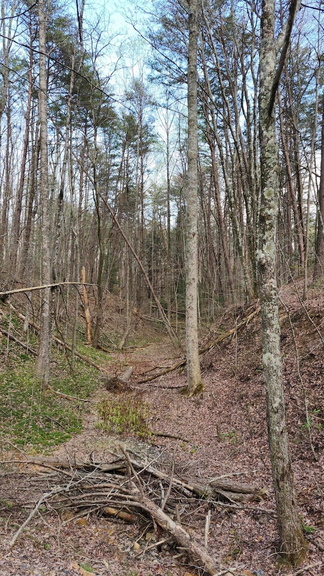 Lowe Wooded Gulch