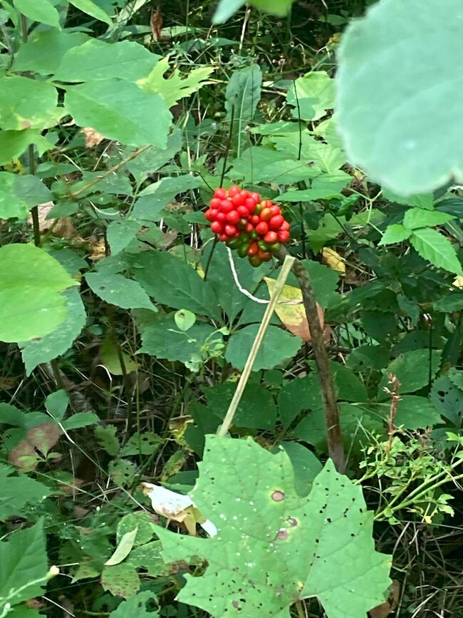 59270F60-461A-4E20-BA07-227787588B19