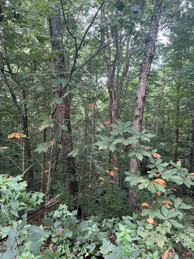 00 Audrey Ln, Byrdstown, TN 38549 - photo 3