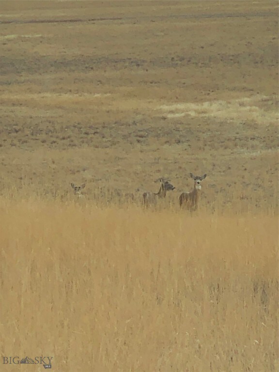 Deer on property and antelope are commonly seen. L