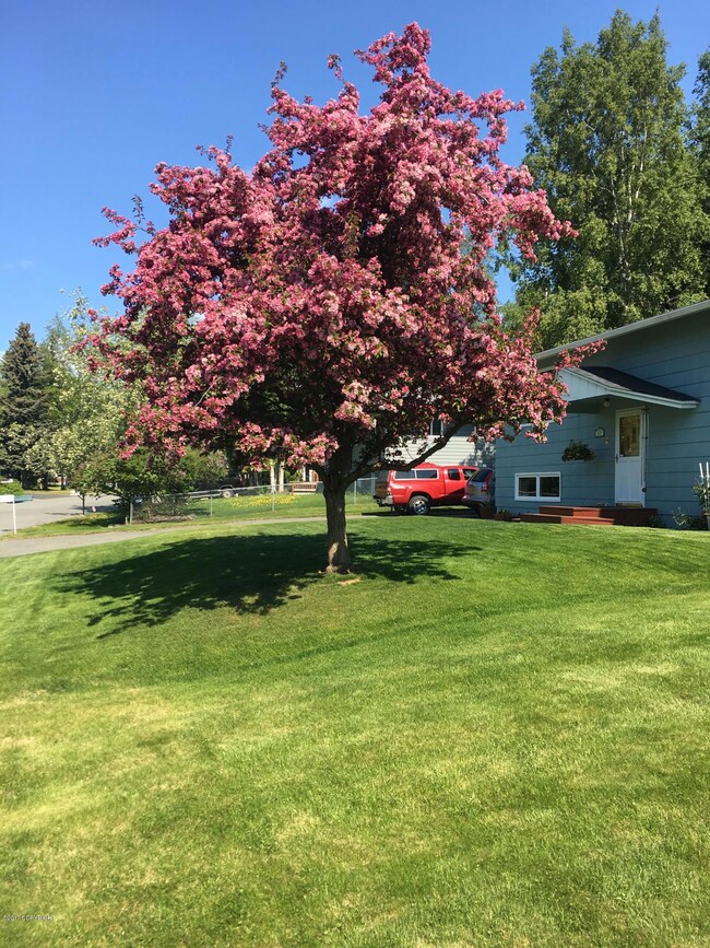 Tree at its most colorful