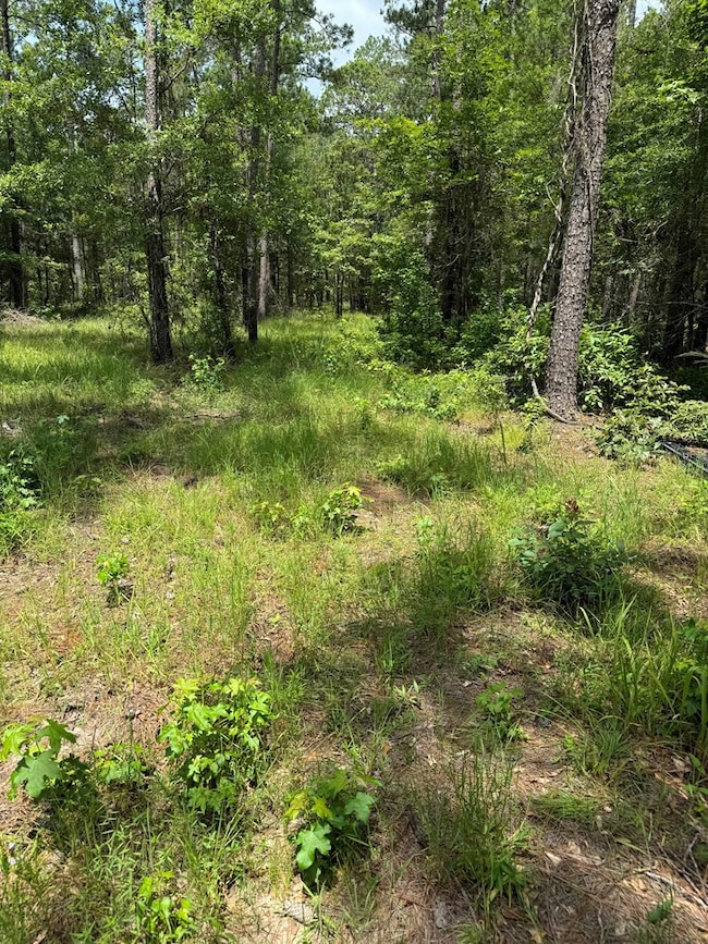 090 County Divide Rd, Pineland, TX 75968 - photo 4