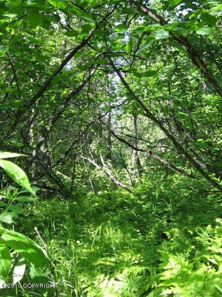 Wooded property