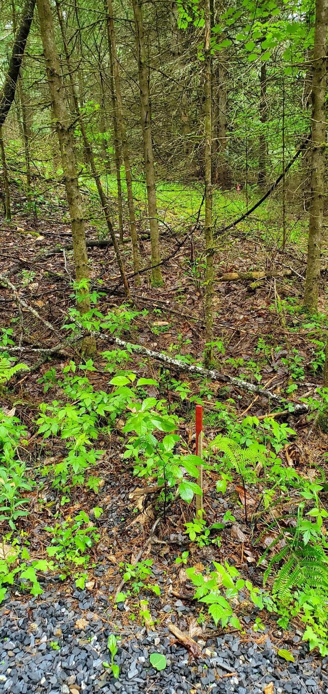 160 Bear Ridge Rd unit 2, Burke, VT 05871 - photo 2