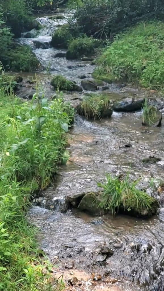 3192 Pumpkintown Rd, Sylva, NC 28779 - photo 5