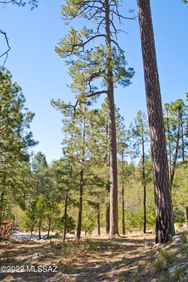Mature Trees