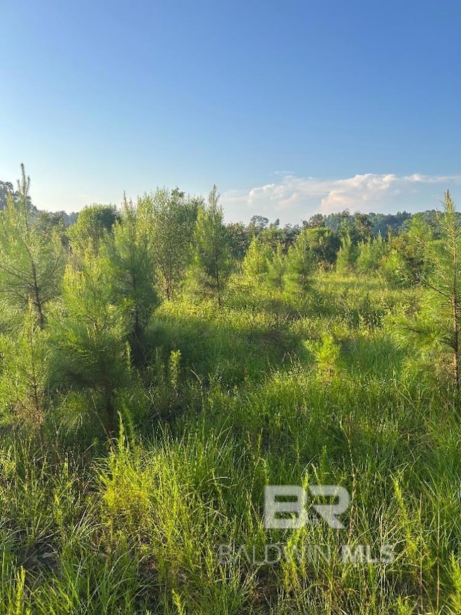 View of local wilderness