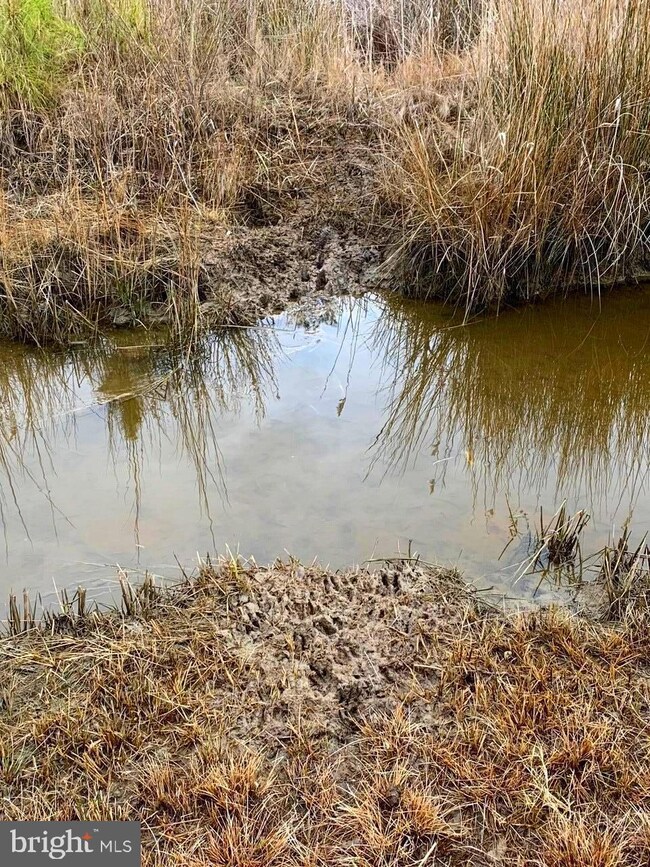 Parcel 0120 Bishops Head Rd, Toddville, MD 21672 - photo 7