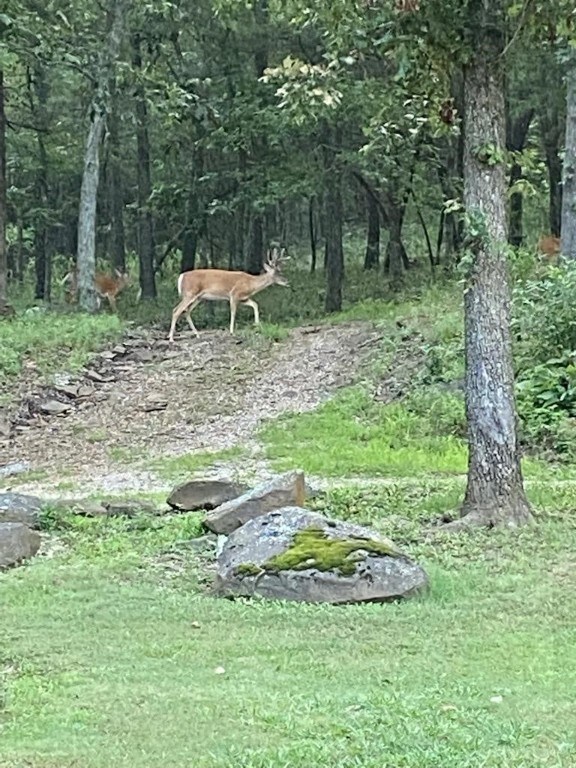 10862 S Harris Rd, Fayetteville, AR 72701 - photo 5