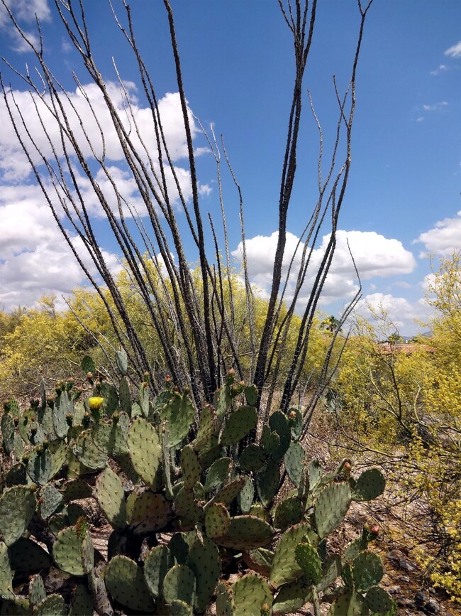 Desert plants