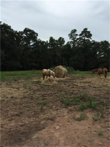 20315 Fm 1488 Rd, Magnolia, TX 77355 - photo 2