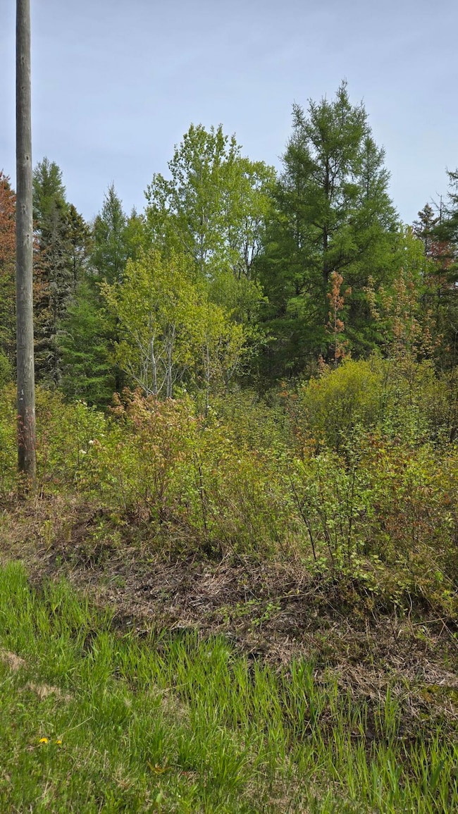 Woods