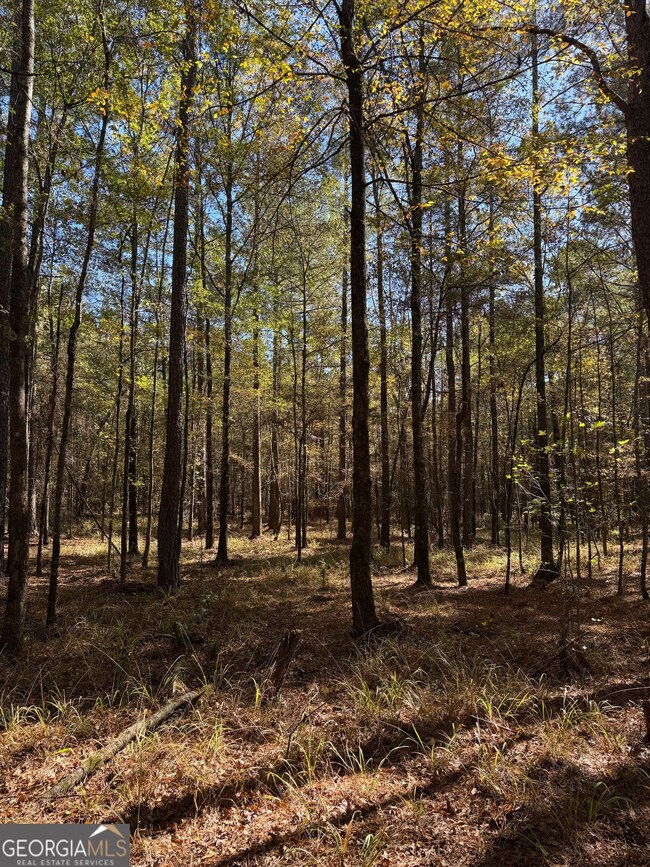 000 Jones Bridge Rd, Sparta, GA 31087 - photo 6